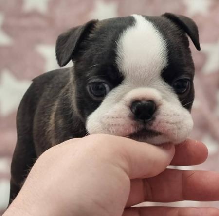 Boston Terrier for sale by BOSTONVILLE