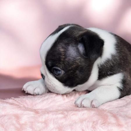 Boston Terrier for sale by BOSTONVILLE