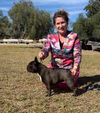 Champion SANDYCREEK I ain’t Tellin French Bulldog