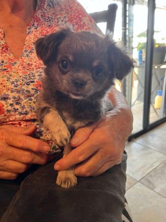 Chihuahua (Smooth Coat) for sale by PAMPURRED2