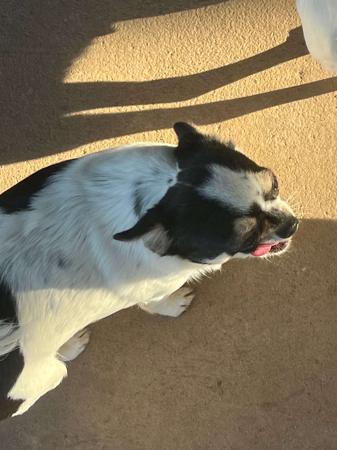 Chihuahua (Smooth Coat) for sale by QUIRKYCHI