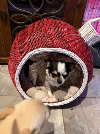 Chihuahua (Smooth Coat) for sale by QUIRKYCHI