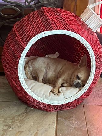 Chihuahua (Smooth Coat) for sale by QUIRKYCHI