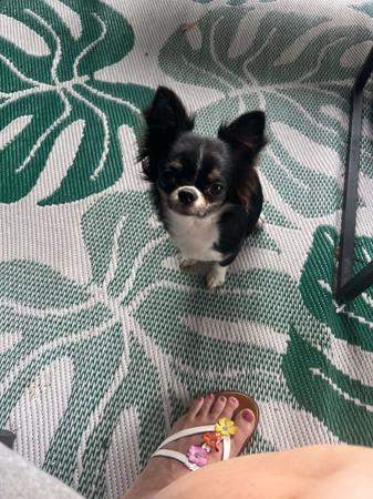 Chihuahua (Smooth Coat) for sale by QUIRKYCHI