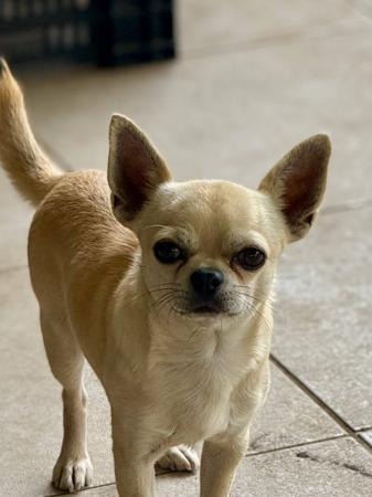 Chihuahua (Smooth Coat) puppy for sale by PAMPURRED2