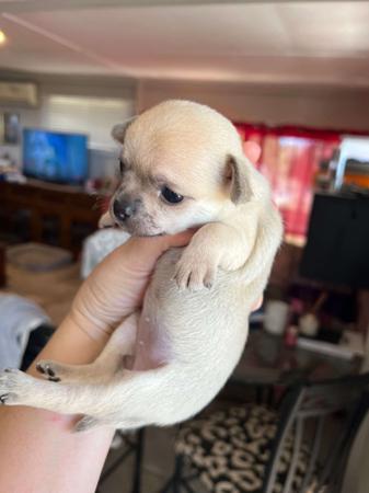 Chihuahua (Smooth Coat) puppy for sale by PAMPURRED2
