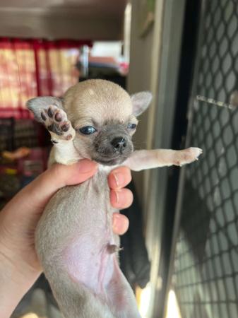 Chihuahua (Smooth Coat) puppy for sale by PAMPURRED2