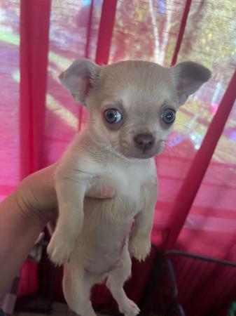 Chihuahua (Smooth Coat) puppy for sale by PAMPURRED2