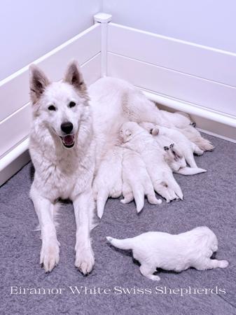 White Swiss Shepherd Dog for sale by EIRAMOR