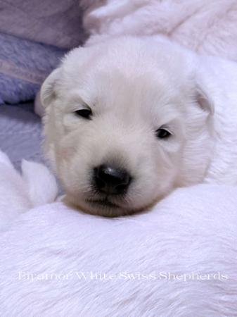 White Swiss Shepherd Dog for sale by EIRAMOR