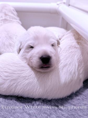 White Swiss Shepherd Dog for sale by EIRAMOR