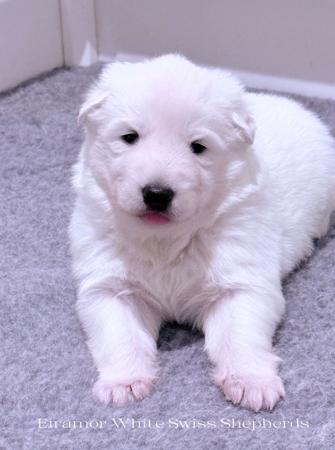 White Swiss Shepherd Dog for sale by EIRAMOR