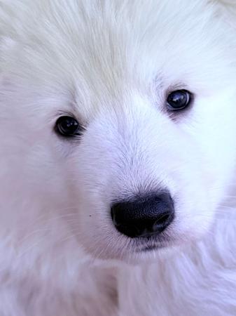 White Swiss Shepherd Dog for sale by EIRAMOR