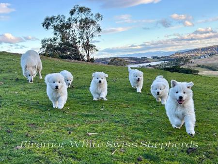 White Swiss Shepherd Dog for sale by EIRAMOR