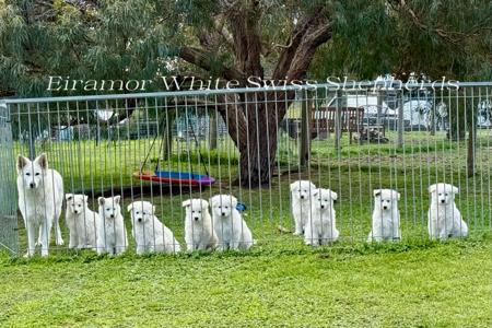 White Swiss Shepherd Dog for sale by EIRAMOR