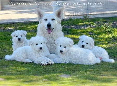 White Swiss Shepherd Dog for sale by EIRAMOR