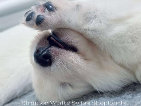 White Swiss Shepherd Dog for sale by EIRAMOR