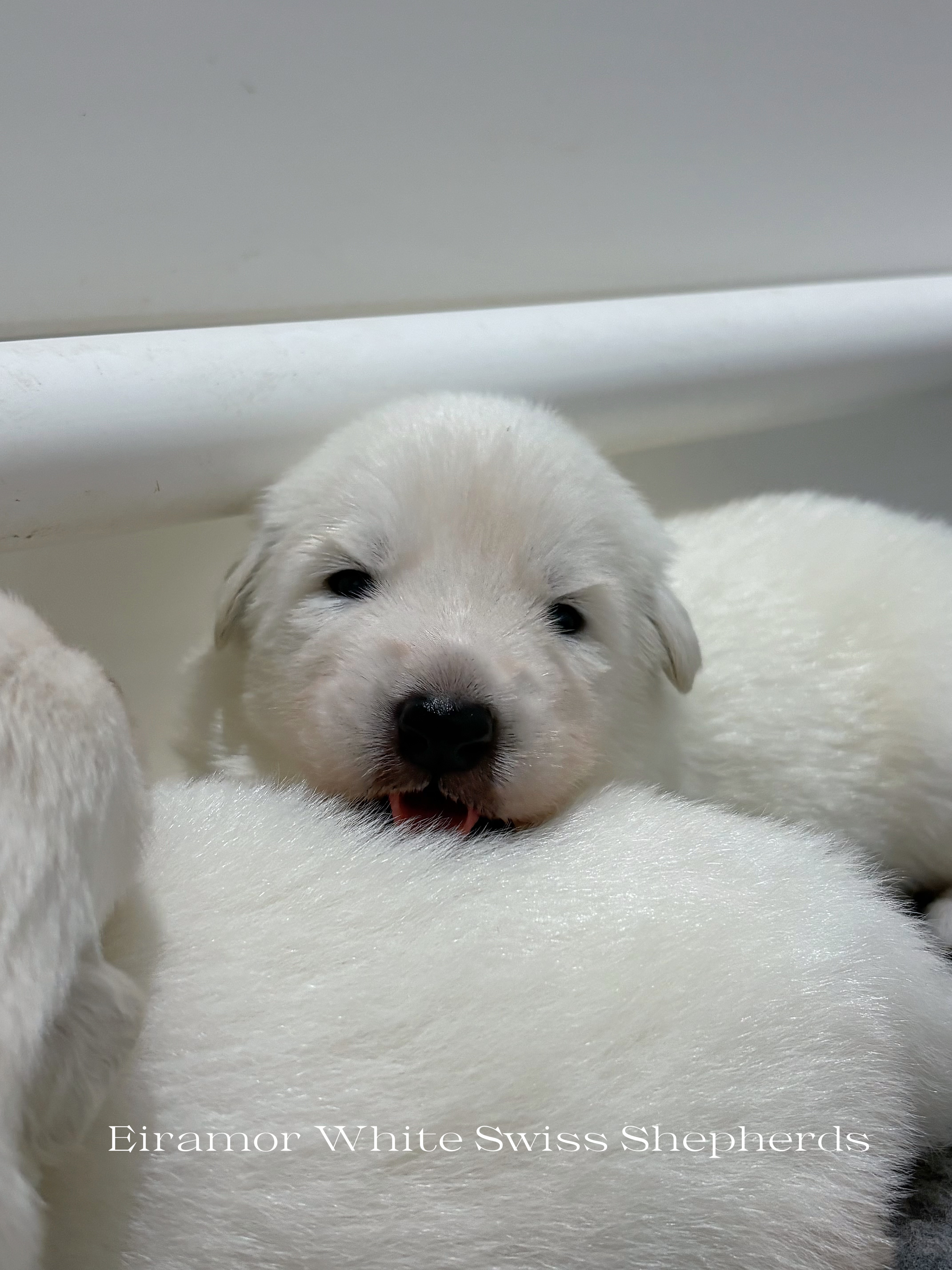 White Swiss Shepherd Dog for sale by EIRAMOR