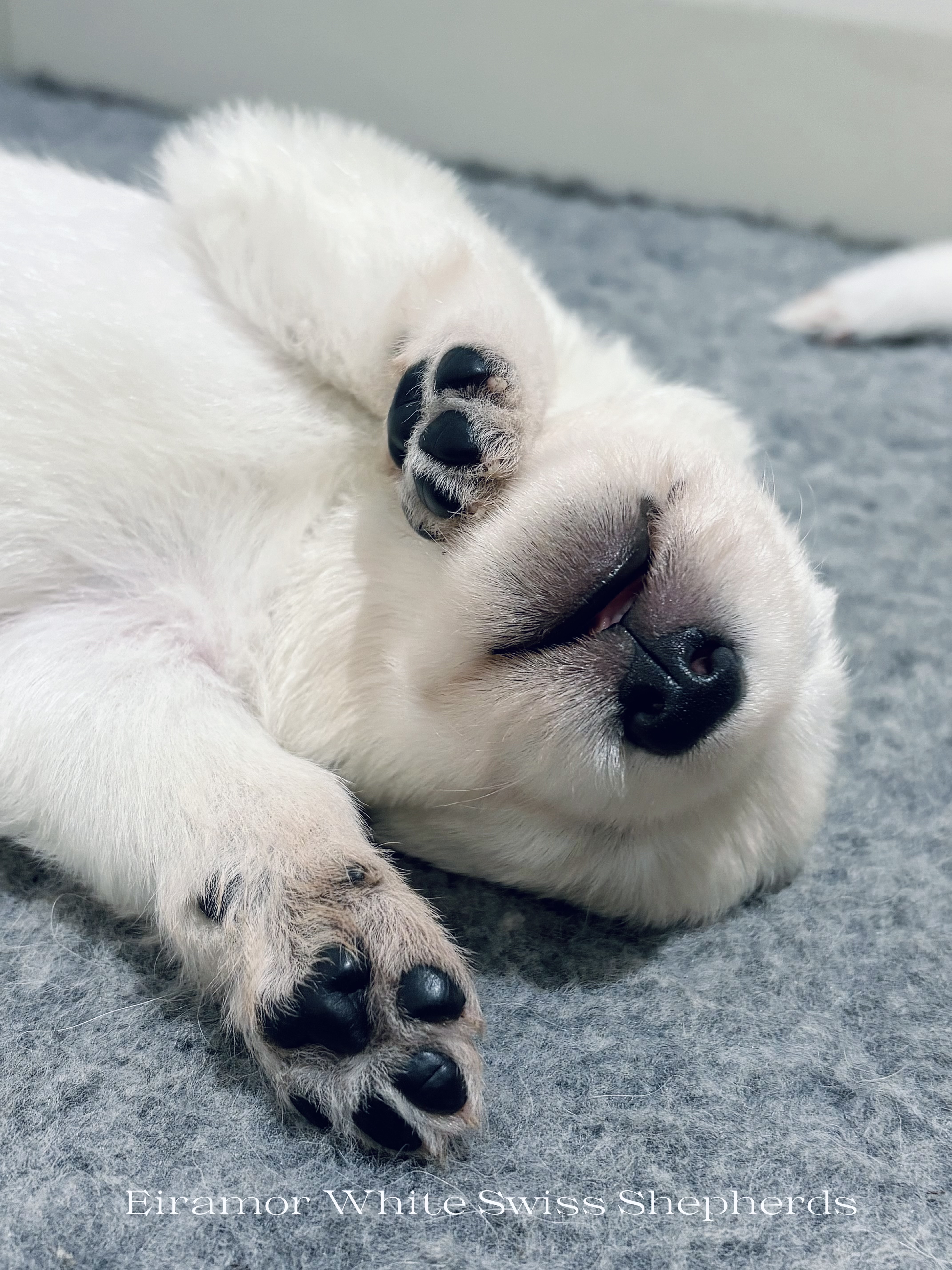 White Swiss Shepherd Dog for sale by EIRAMOR