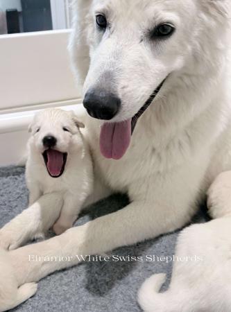 White Swiss Shepherd Dog for sale by EIRAMOR