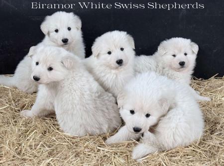 White Swiss Shepherd Dog for sale by EIRAMOR