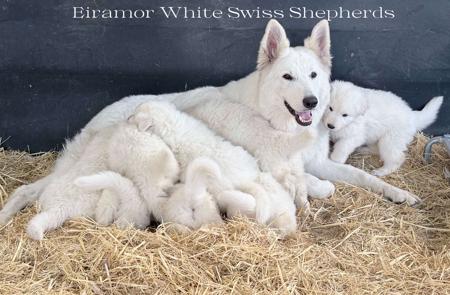 White Swiss Shepherd Dog for sale by EIRAMOR