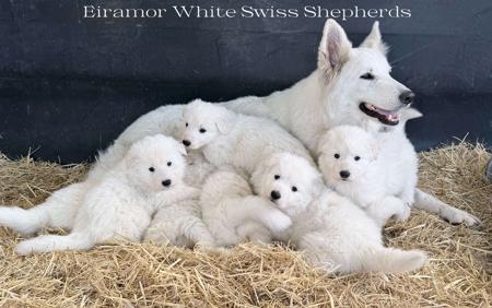 White Swiss Shepherd Dog for sale by EIRAMOR