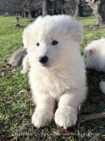 White Swiss Shepherd Dog for sale by EIRAMOR