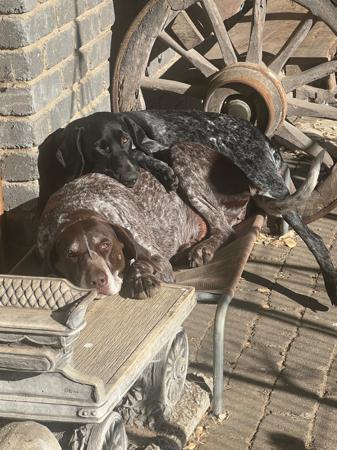 German Shorthaired Pointer for sale by SPOTZNPOINTS