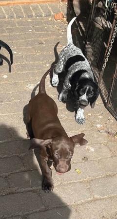 German Shorthaired Pointer for sale by SPOTZNPOINTS