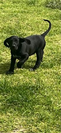 German Shorthaired Pointer for sale by SPOTZNPOINTS
