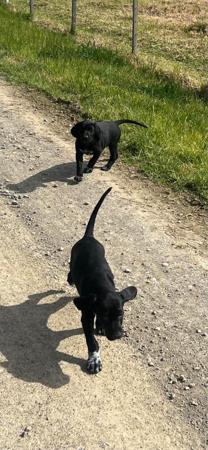 German Shorthaired Pointer for sale by SPOTZNPOINTS