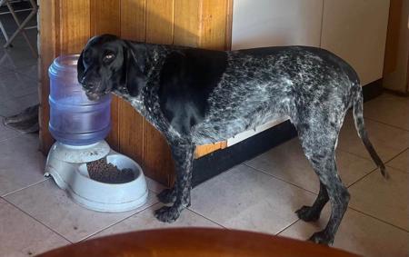 German Shorthaired Pointer for sale by WEDGEWOODPARK
