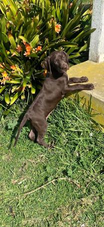German Shorthaired Pointer for sale by SPOTZNPOINTS