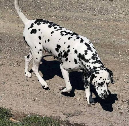 Dalmatian for sale by WEDGEWOODPARK