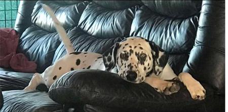 Dalmatian for sale by SPOTZNPOINTS