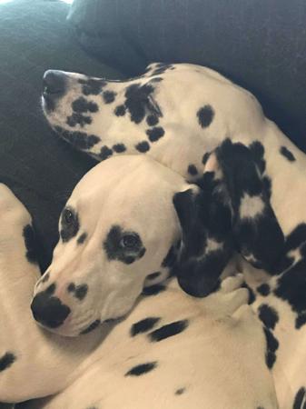 Dalmatian for sale by SPOTZNPOINTS