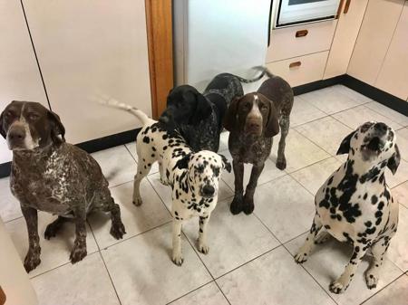 Dalmatian for sale by SPOTZNPOINTS