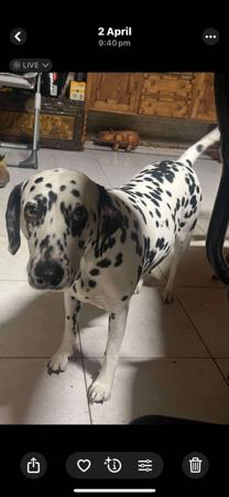Dalmatian for sale by SPOTZNPOINTS