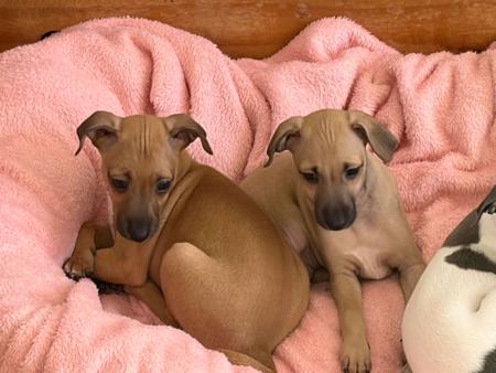 Italian Greyhound puppy for sale by BULLILUV