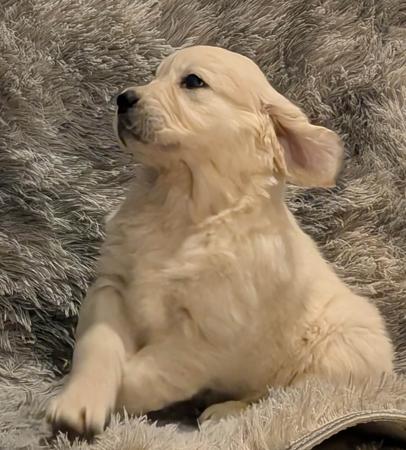 Golden Retriever for sale by INDIVIBES