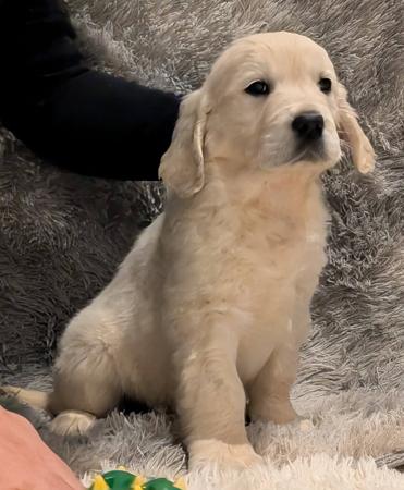 Golden Retriever for sale by INDIVIBES