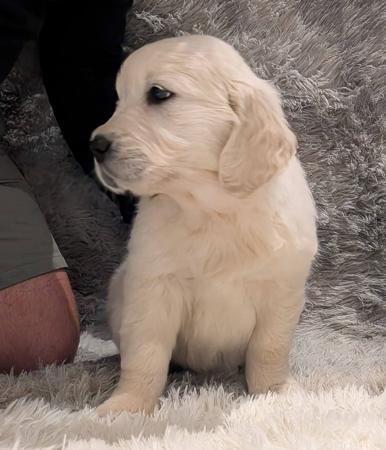 Golden Retriever for sale by INDIVIBES