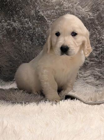 Golden Retriever for sale by INDIVIBES