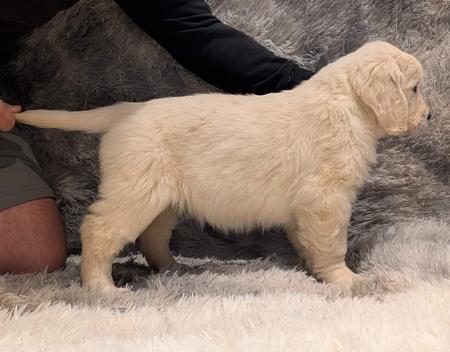 Golden Retriever for sale by INDIVIBES