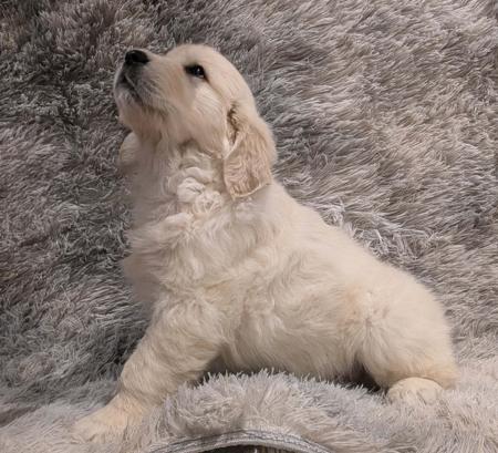 Golden Retriever for sale by INDIVIBES