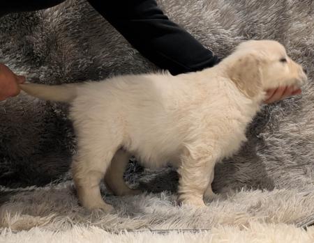 Golden Retriever for sale by INDIVIBES