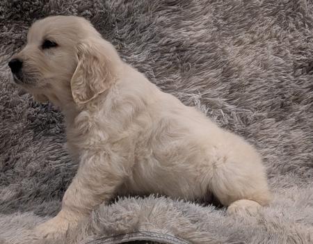 Golden Retriever for sale by INDIVIBES