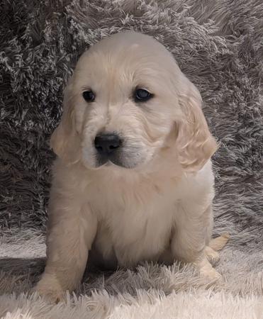 Golden Retriever for sale by INDIVIBES