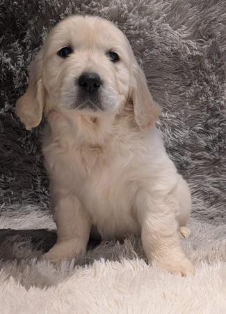 Golden Retriever for sale by INDIVIBES